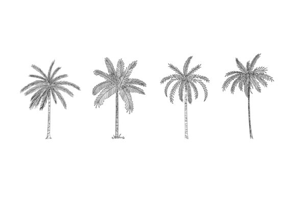 Discover the Versatility of Palm Tree Sketches: Perfect for Design and Creative Projects