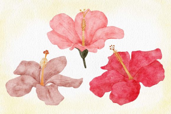 Watercolor Hibiscus Flower Illustration: A Versatile and Charming Floral Design
