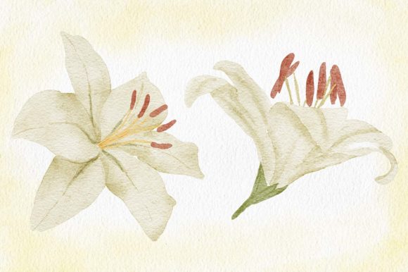 Watercolor White Lily Flower Painting